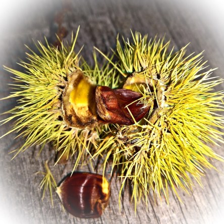 chestnut-1681033_960_720.jpg