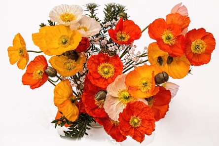 poppies-1631682_960_720.jpg