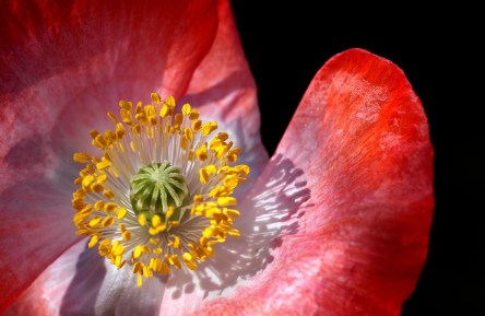 poppy-100251_960_720