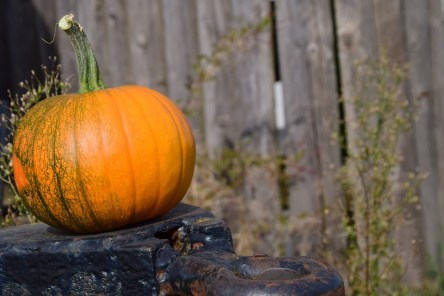pumpkin-1710276_960_720