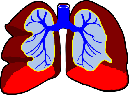 lungs-296392_960_720.png