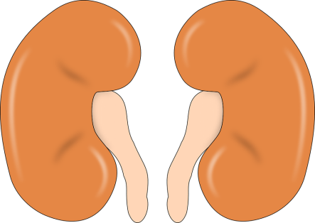 kidney-147499_960_720.png