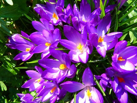 crocus-6179_960_720.jpg