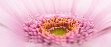 gerbera-611568_960_720.jpg