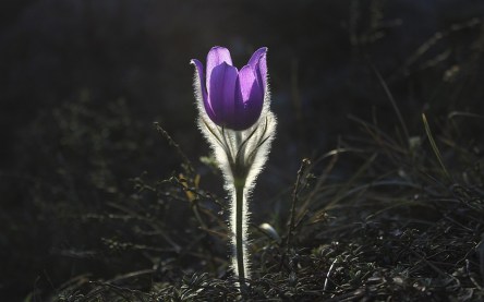 pasqueflower-1585303_960_720.jpg