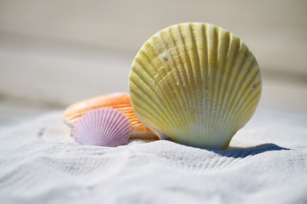 shells-792912_960_720.jpg