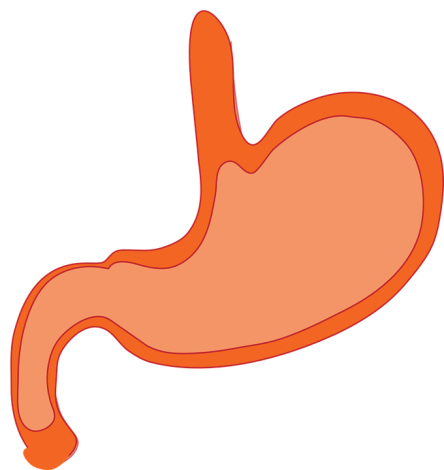 stomach-310730_960_720.png