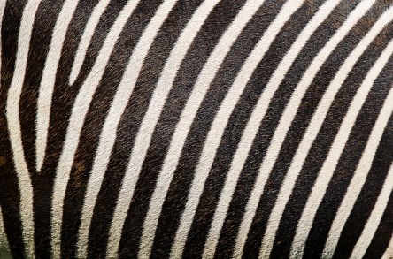 zebra-2406868_960_720.jpg