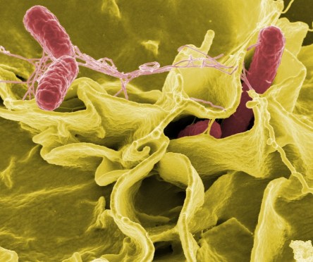 salmonella-549608_960_720.jpg