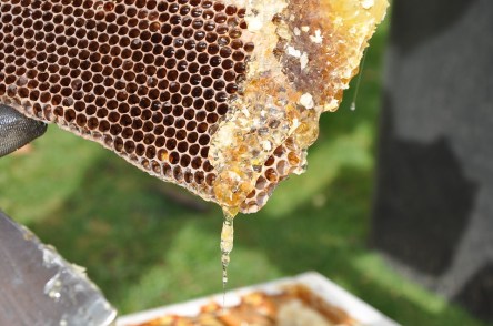 beekeeper-2168184_960_720.jpg