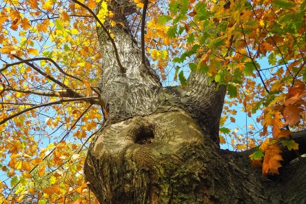tree-2909245_960_720.jpg