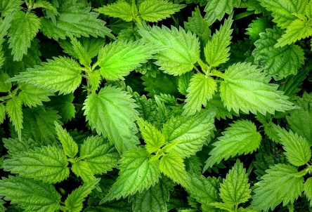 nettle-2564588_1280.jpg