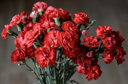 carnation-1488929_960_720.jpg