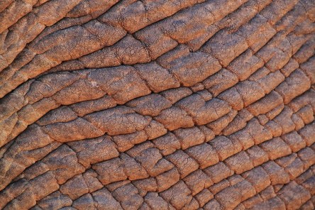 elephant-skin-245071_960_720.jpg