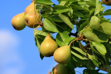 pears-3551584_960_720.jpg