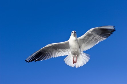 seagull-1149576_960_720.jpg