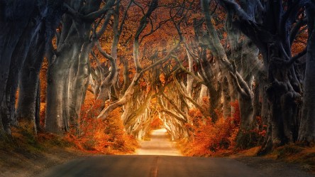 the-dark-hedges-4094148_960_720